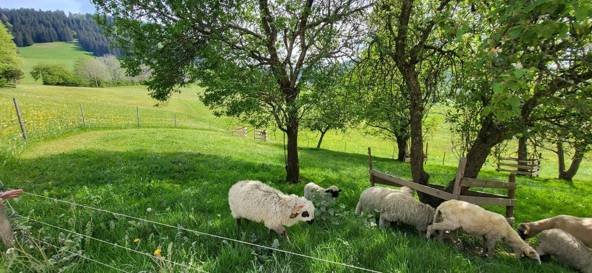 Rindalphorn Mit Sauna In Laendlicher Idylle * Missen-Wilhams